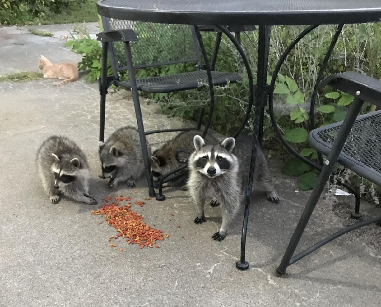Raccoons sharing a meal